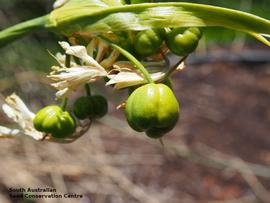   Fruits:nbsp;  Calostemma luteum ; Photo by South Australian Seed Conservation Centre, used with permission 

